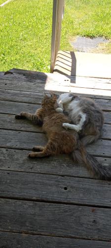 Lost Male Cat last seen County Rd 130, Pearland, TX 77581