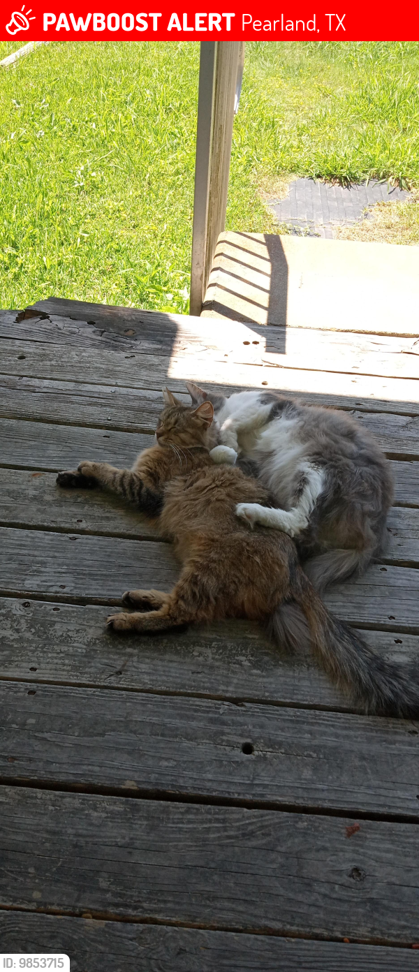 Lost Male Cat last seen County Rd 130, Pearland, TX 77581
