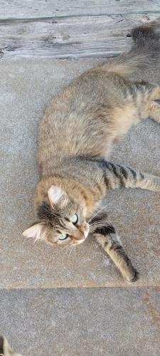 Lost Female Cat last seen County Rd 130, Pearland, TX 77581