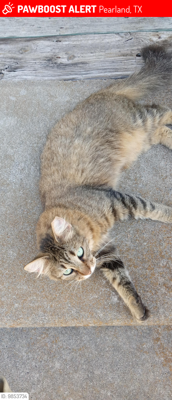 Lost Female Cat last seen County Rd 130, Pearland, TX 77581