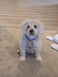 Lost Male Dog last seen Hwy 99S & Avenue 328, Visalia, CA 93277