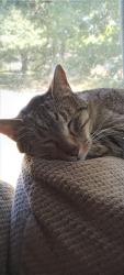 Lost Male Cat last seen 62nd terr and northern ave, Raytown, MO 64133