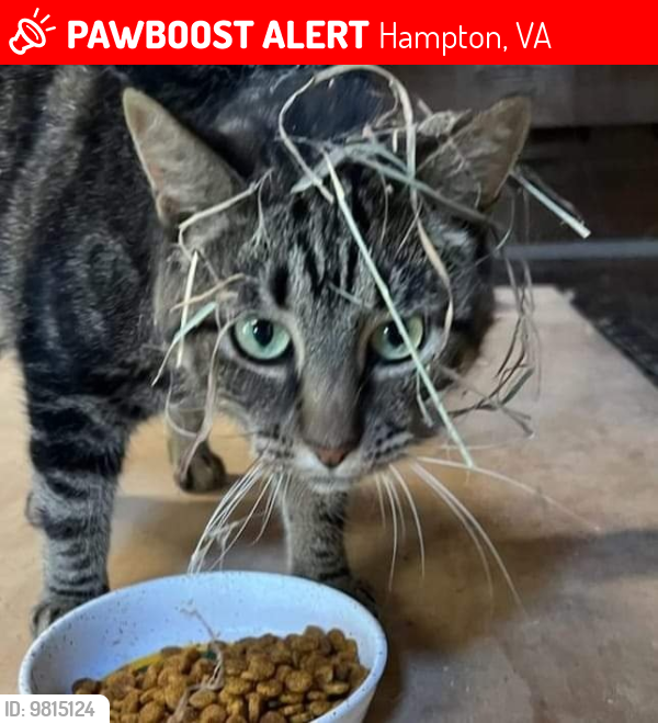 Lost Female Cat last seen Clemwood Parkway and E. Little Back River Rd., Hampton, VA 23669