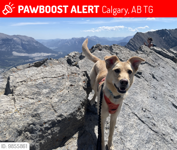 Lost Female Dog last seen hawkwood, Calgary, AB T3G