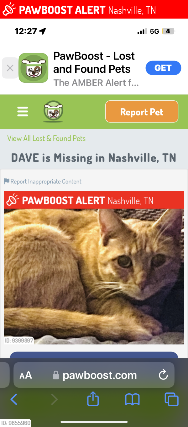 Lost Male Cat last seen Downtown Nashville near stadium, Nashville, TN 37243