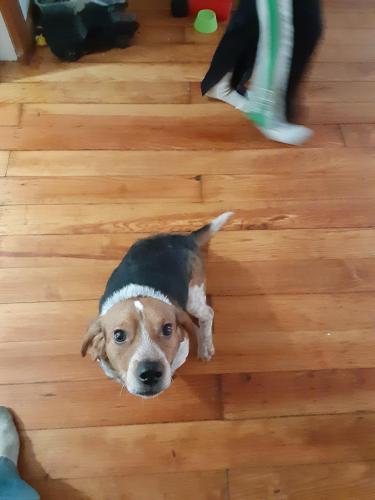Lost Male Dog last seen Near Pennsylvania ave westminster md, Westminster, MD 21157
