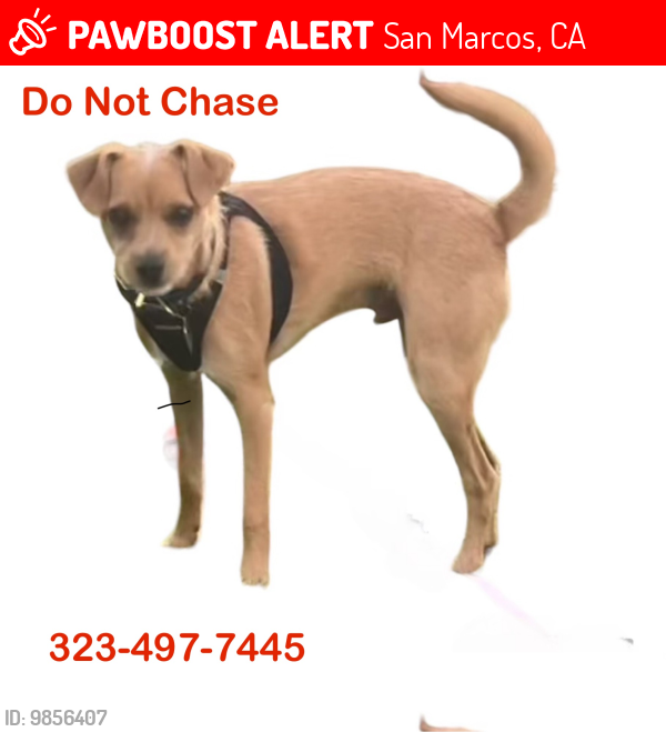 San Marcos CA Lost Male Dog Is Missing PawBoost