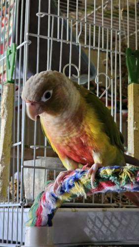 Lost Female Bird last seen South Westchester and Lincoln , Anaheim, CA 92804