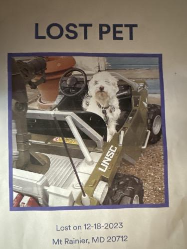 Lost Male Dog last seen 30th street , Mount Rainier, MD 20712