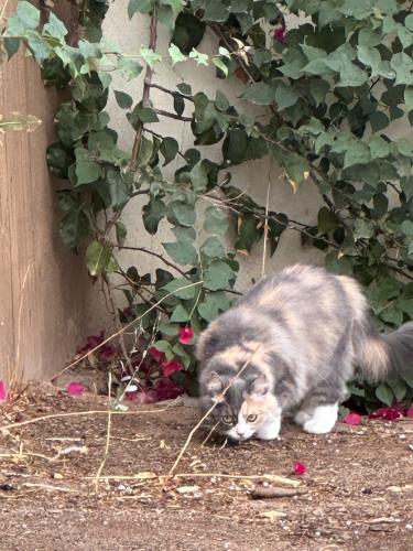 Lost Female Cat last seen 23rd Ave and Southern , Phoenix, AZ 85041
