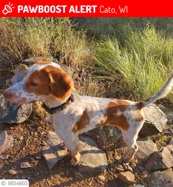 Lost Male Dog last seen Cato Wisconsin , Cato, WI 54230