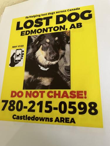 Lost Male Dog last seen Calgary , Calgary, AB T3Z 2W4
