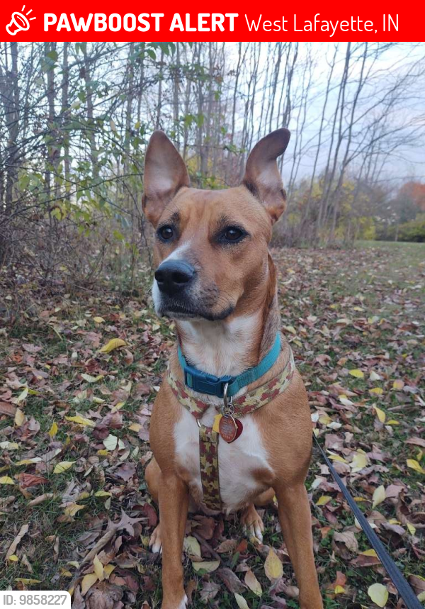 West Lafayette, IN Lost Female Dog, Keena Is Missing PawBoost