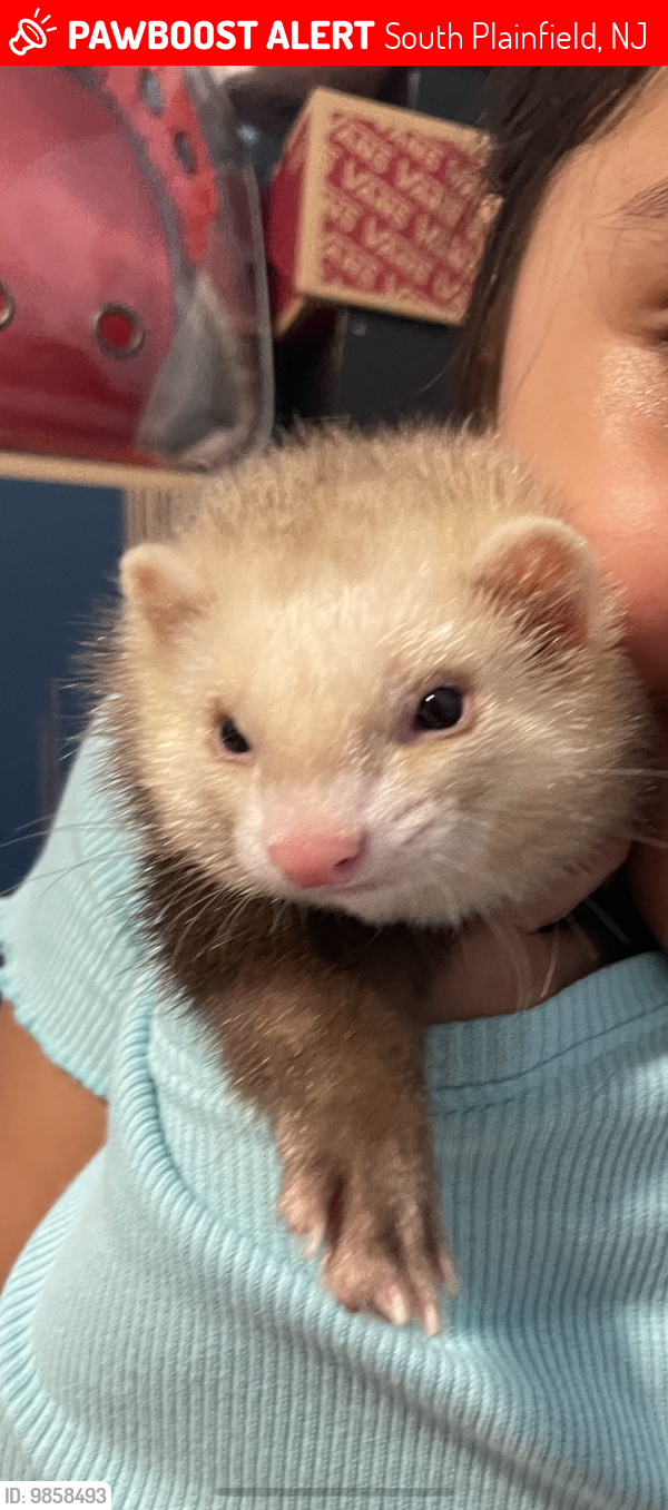 South Plainfield, NJ Lost Female Ferret, Nala Is Missing PawBoost