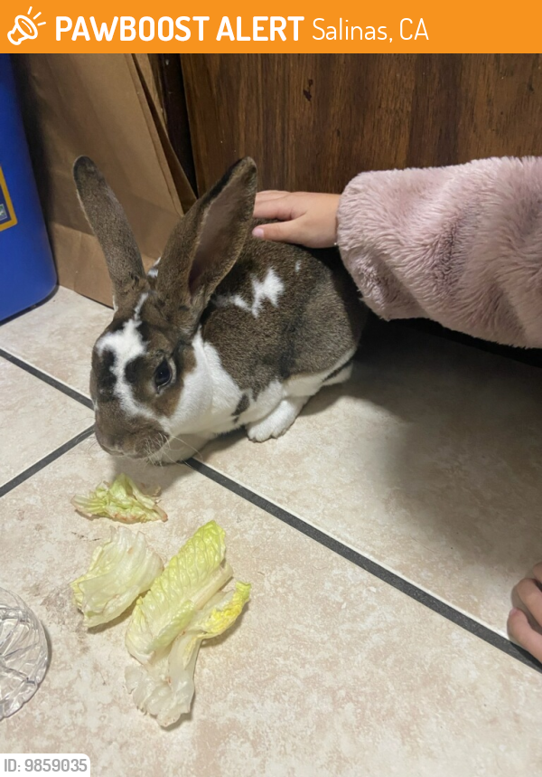 Salinas, CA Stray Rabbit Found Near John st salinas ca 93905 PawBoost