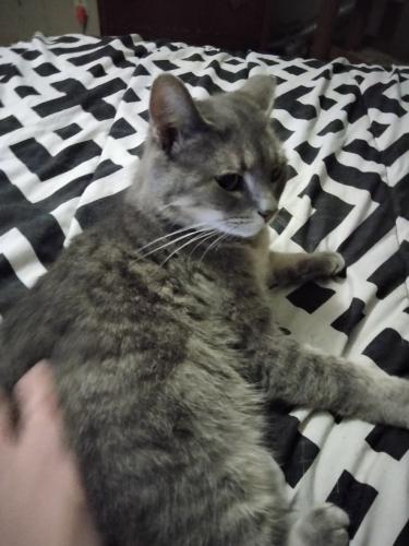 Lost Female Cat last seen Mimosa drive & #6 , Gaston, SC 29053