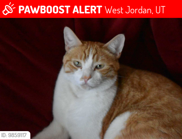 Lost Male Cat last seen Near so 5600 w, West Jordan, UT 84081