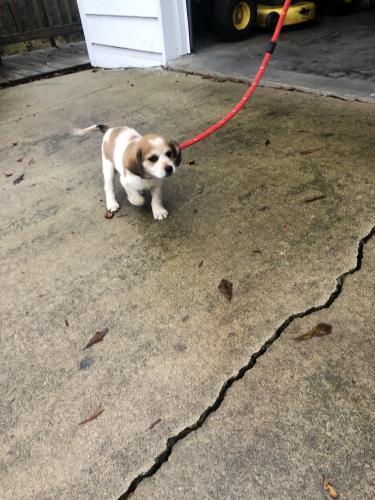 Found/Stray Unknown Dog last seen Sartain Rd , Athens, GA 30609
