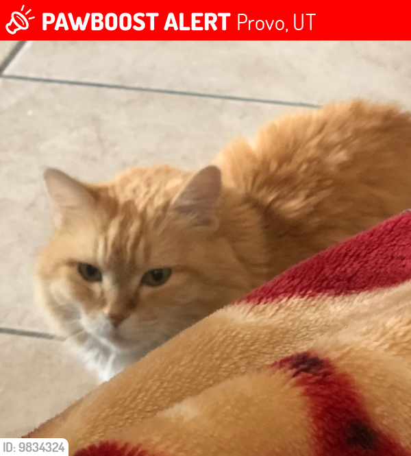 Lost Female Cat last seen Near S 950 E provo, Provo, UT 84606