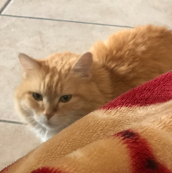 Lost Female Cat last seen Near S 950 E provo, Provo, UT 84606