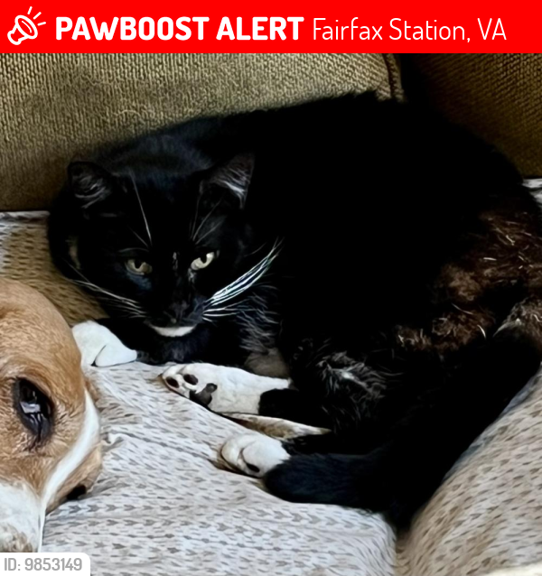 Lost Female Cat last seen Beechnut Court, Fairfax Station, VA 22039
