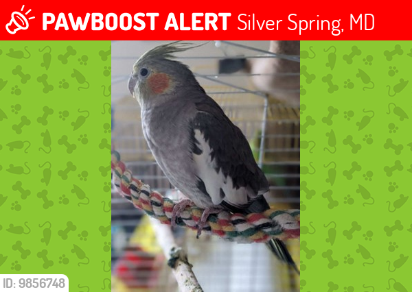 Lost Female Bird last seen Near Highview Place Silver Spring MD 20901, Silver Spring, MD 20901