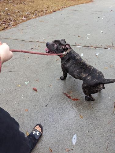 Found/Stray Male Dog last seen Wiggly field dog park , Athens, GA 30605