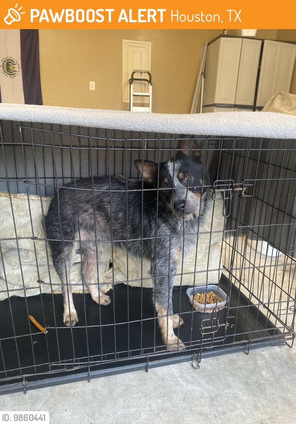 Found/Stray Male Dog last seen Greenhouse road, 77084 - Lake Ridge Neighborhood , Houston, TX 77084