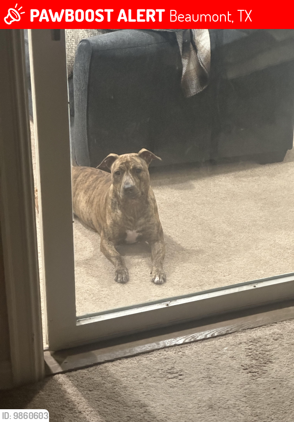 Lost Female Dog last seen Hoover st, Beaumont, TX 77702