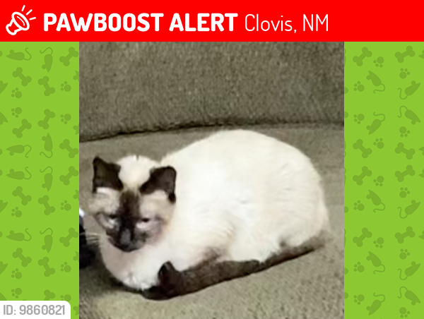 Lost Female Cat last seen Bob Spencer Park Clovis, NM, Clovis, NM 88101