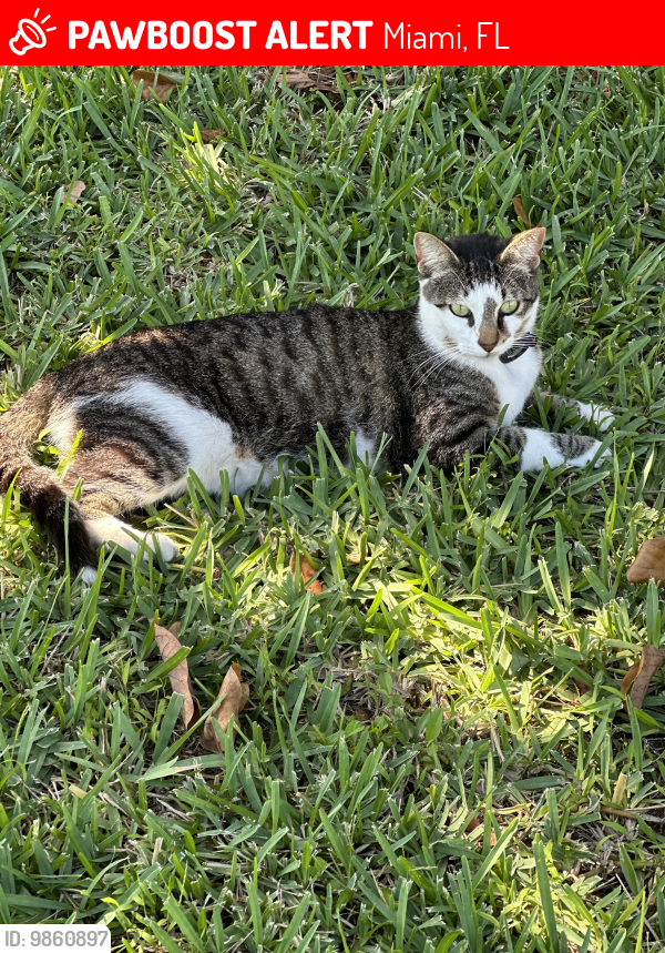 Lost Male Cat last seen 112ct & 177th st , Miami, FL 33157