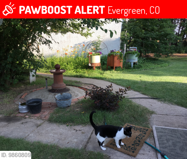 Lost Male Cat last seen N Evergreen near Stanley Park Rd, Northwood, Sandrock and nearby, Evergreen, CO 80439