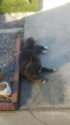 Lost Male Cat last seen Near calle amargosa , Hemet, CA 92545