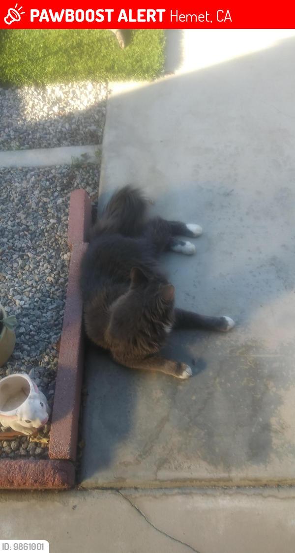 Lost Male Cat last seen Near calle amargosa , Hemet, CA 92545