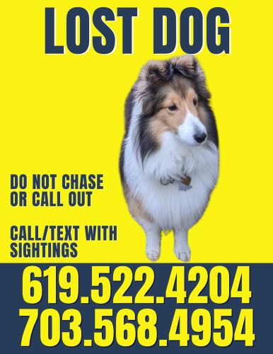 Lost Female Dog last seen Moore Ave SW & Desale St SW, Vienna, VA 22180