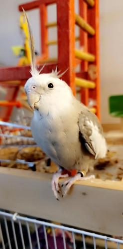 Lost Male Bird last seen So. Maine St and 5th St. down town Los Angeles,, Los Angeles, CA 90013
