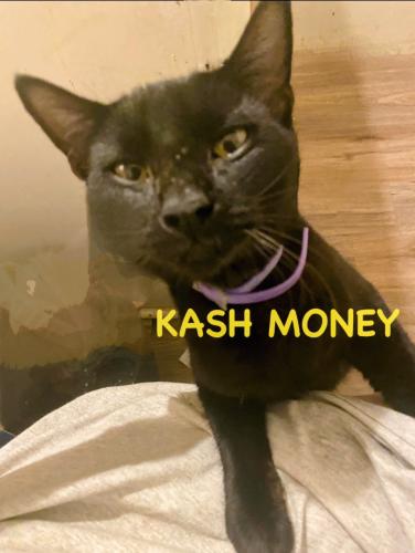 Lost Male Cat last seen Kennerly rd and Hollingshed Rd, Irmo, SC 29063