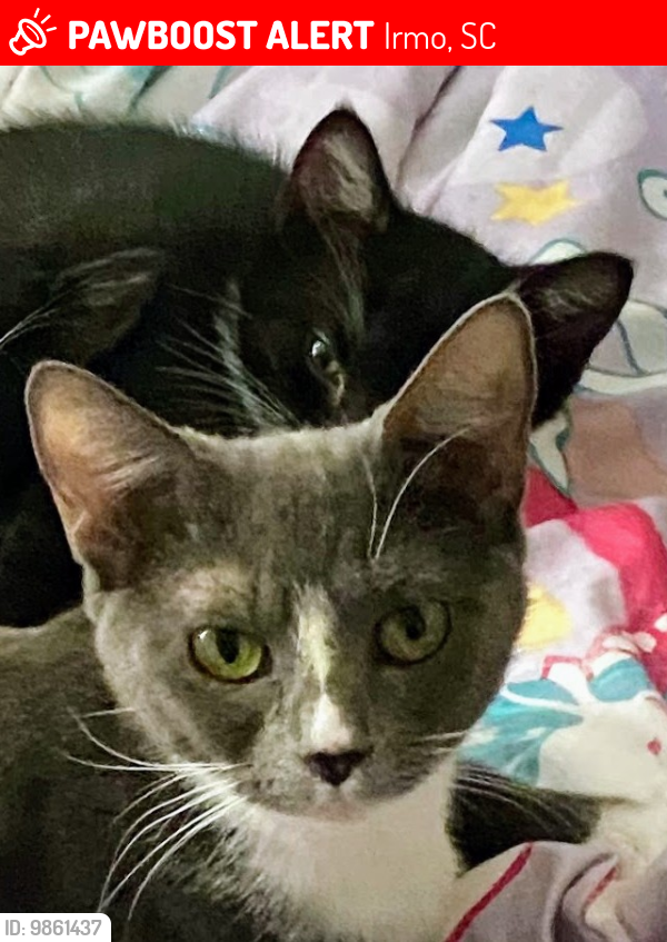 Lost Male Cat last seen Hollingshed rd and Kennerly rd, Irmo, SC 29063