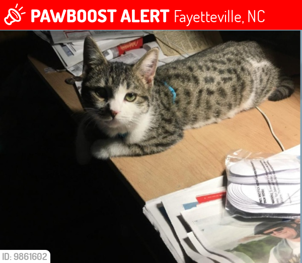 Lost Male Cat last seen Near shaw road , Fayetteville, NC 28311