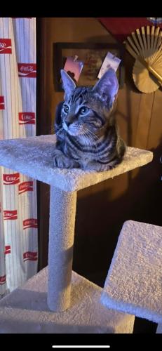 Lost Male Cat last seen Edison circle and marconi dr, Spartanburg, SC 29303