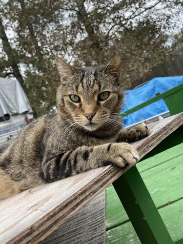 Lost Male Cat last seen Thomasville Road and Monterey Road., Florence, MS 39073