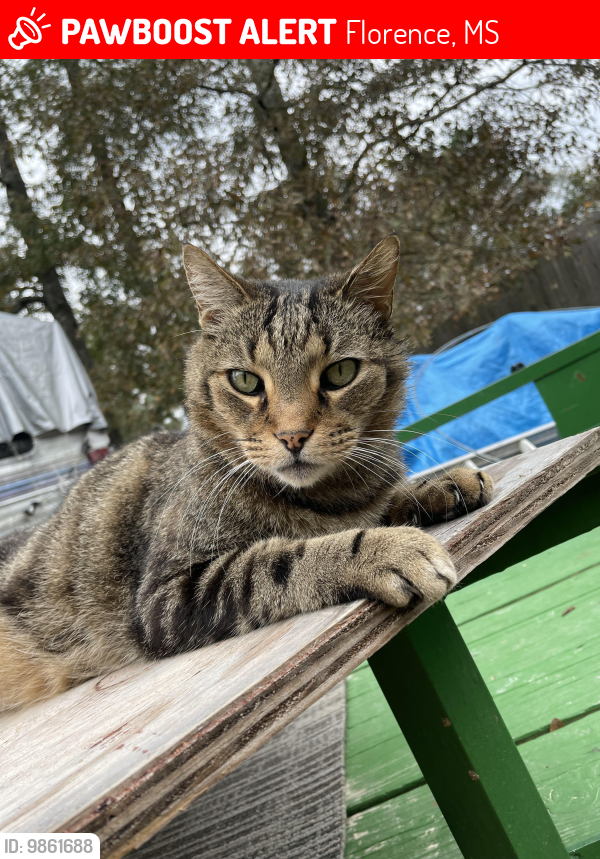 Lost Male Cat last seen Thomasville Road and Monterey Road., Florence, MS 39073