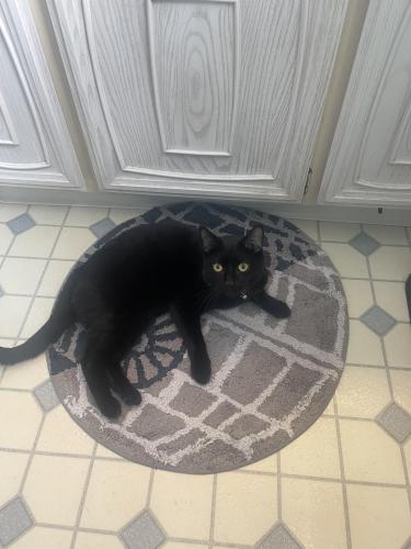 Lost Male Cat last seen Ames Rd and Royalview Dr, Parma, OH 44129