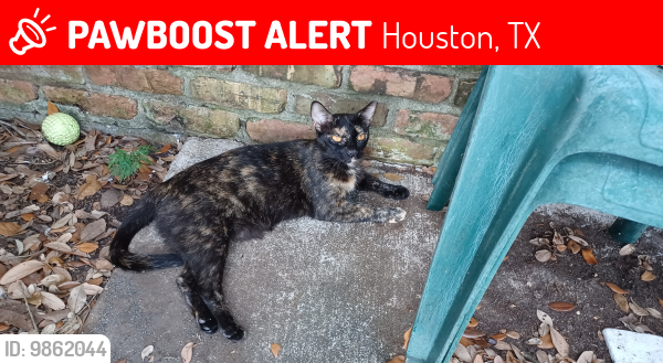 Lost Female Cat last seen Edgemoor and osage, Houston, TX 77036