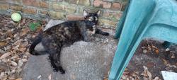 Lost Female Cat last seen Edgemoor and osage, Houston, TX 77036