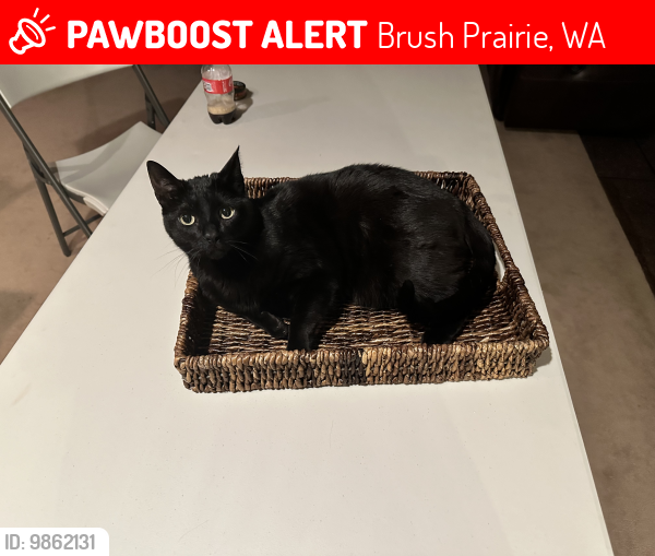 Lost Male Cat last seen Near ne Prairie rd., Brush Prairie, WA 98606