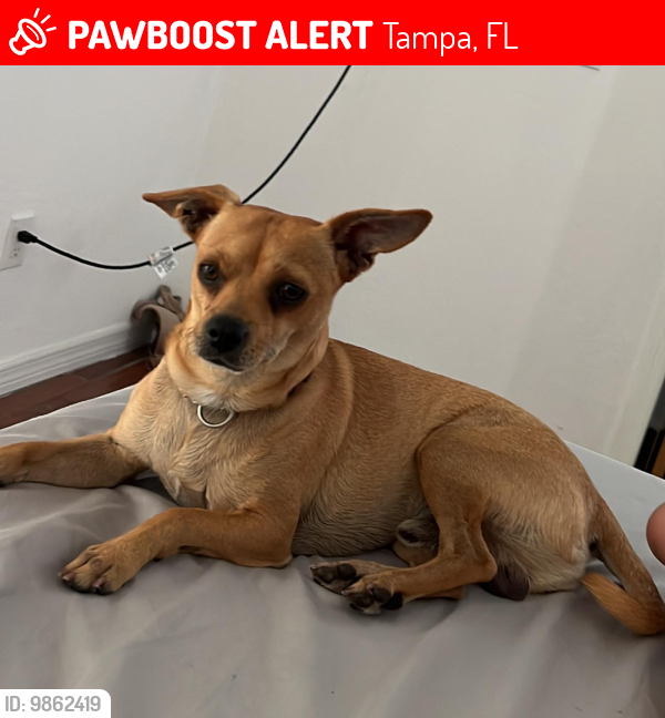 Tampa FL Lost Male Dog Dior Is Missing PawBoost