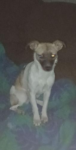 Lost Female Dog last seen Smokey Ln & Butts Mill Rd, Hedgesville, WV 25427