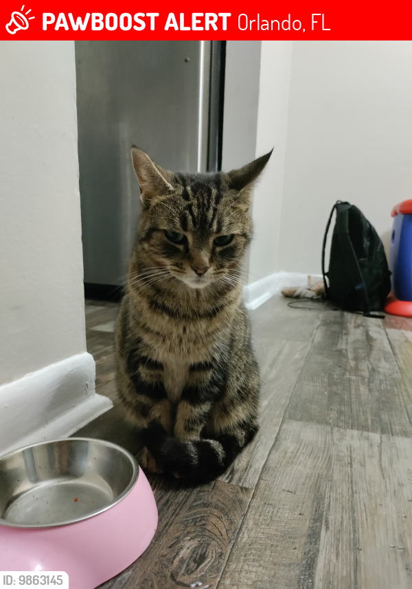 Lost Female Cat last seen Near GoldenPointe Blvd Apt 108, Orlando, FL 32807