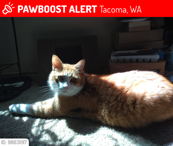 Lost Male Cat last seen Near North Pearl St. F Building Tacoma WA 98406 (Near Highland Golf Course), Tacoma, WA 98406